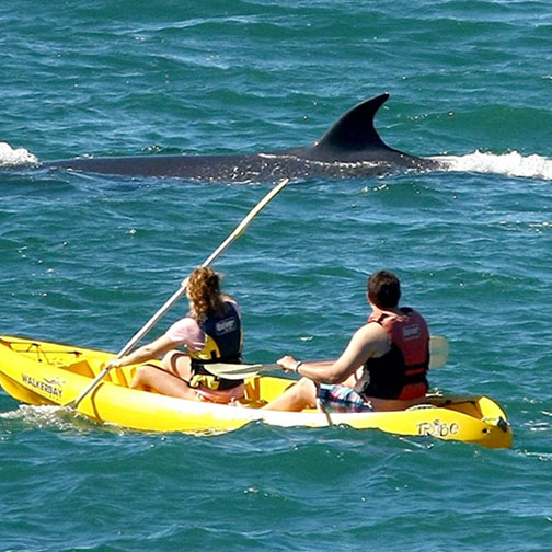 walker-bay-sea-kayaking-things-to-do-hermanus